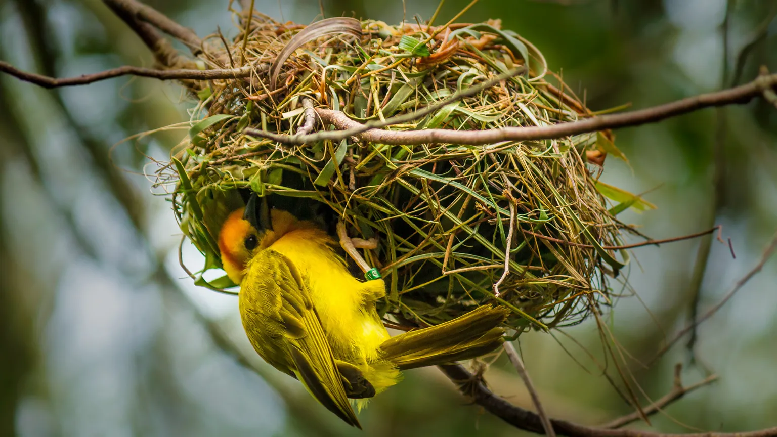 Bird building nest symbolizing growth and development in human capital management