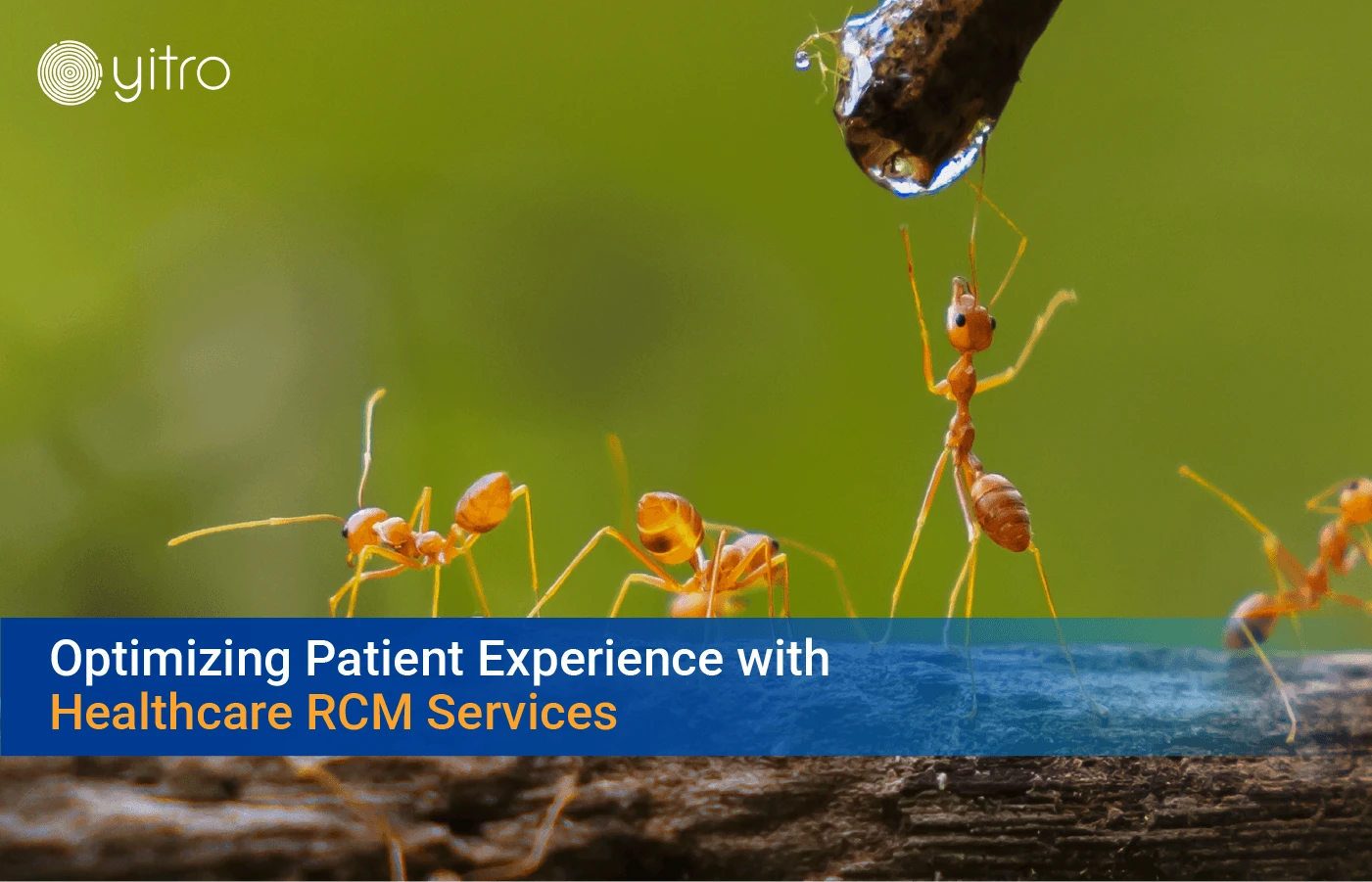 Optimizing Patient Experience with Healthcare RCM Services blog banner