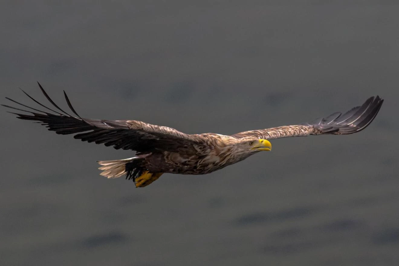 Eagle view illustrating strategic oversight for legal process outsourcing