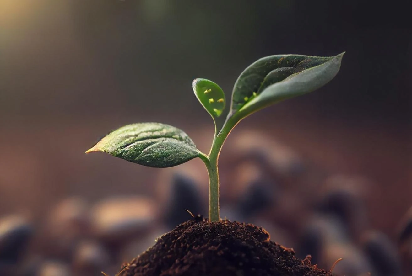 Seedlings showing flexible legal process outsourcing for startups and innovations