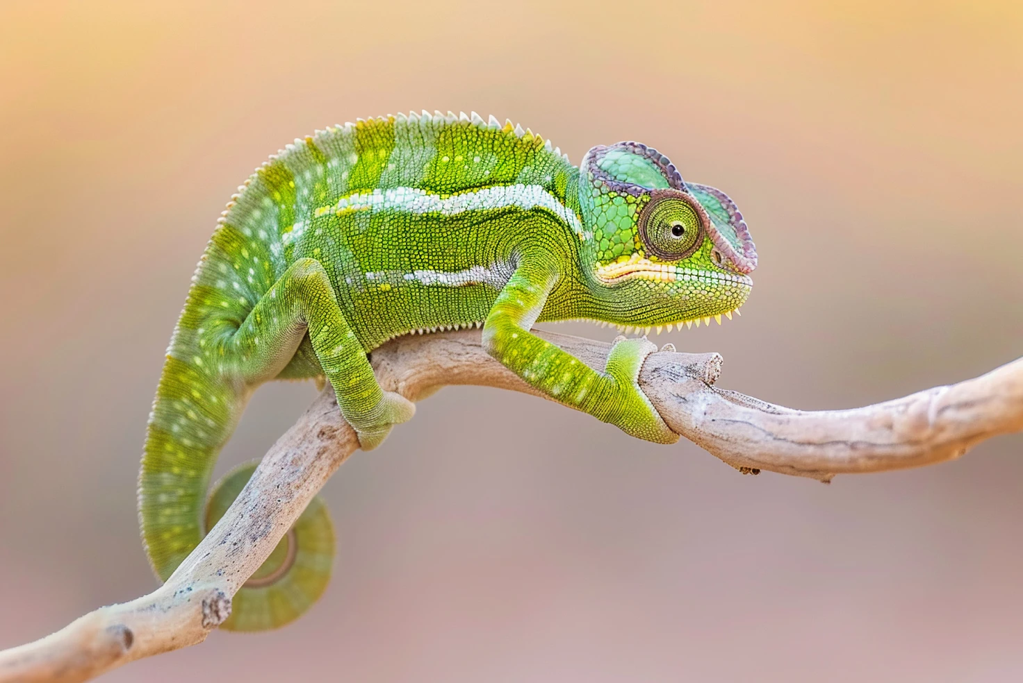 Salesforce Custom App Development extending CRM capabilities