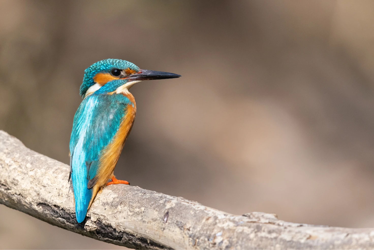 Salesforce Integration Services connecting enterprise systems