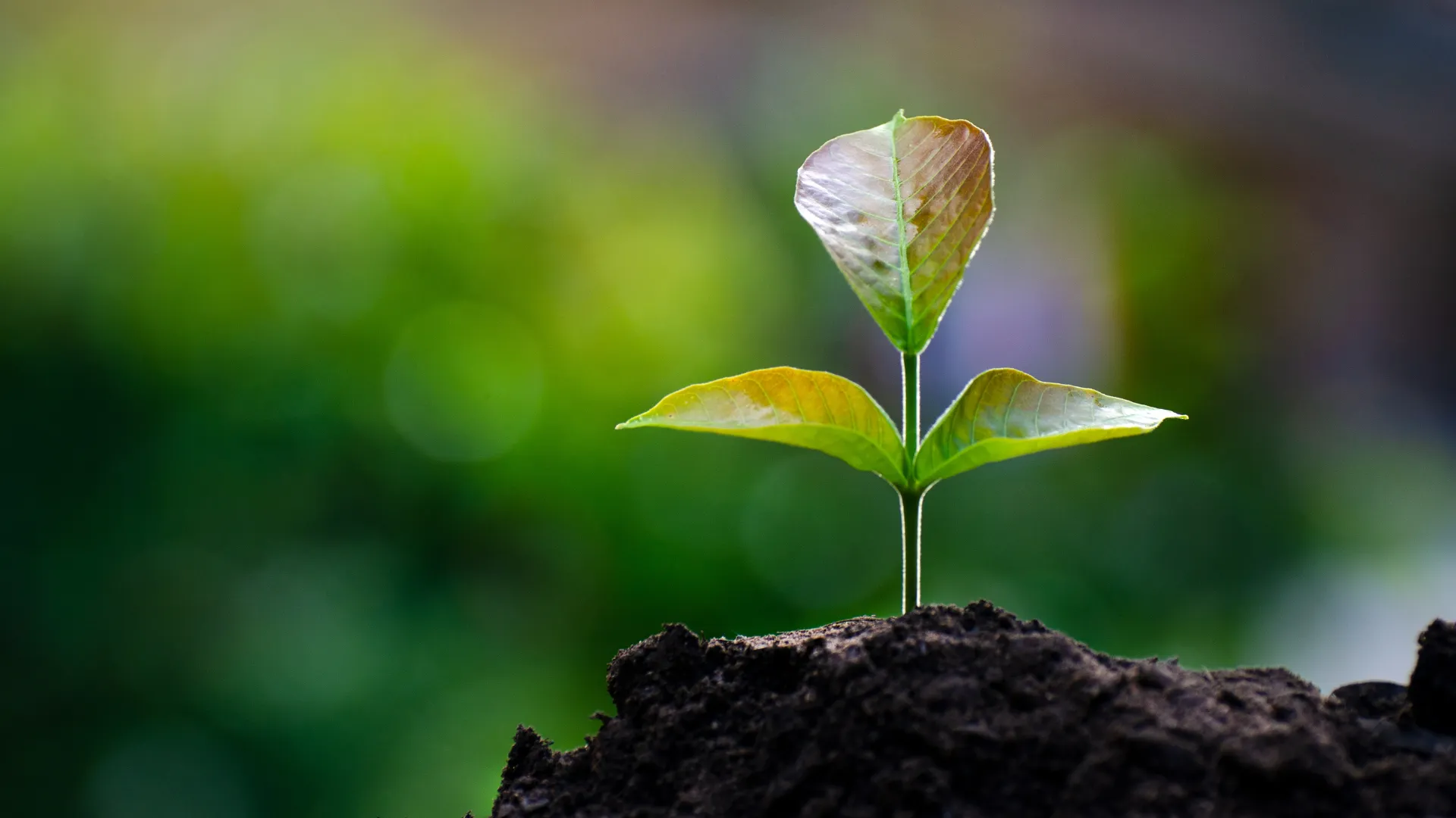 Young plant representing Yitro Global’s growth and large-scale telecom delivery operations in 2022.