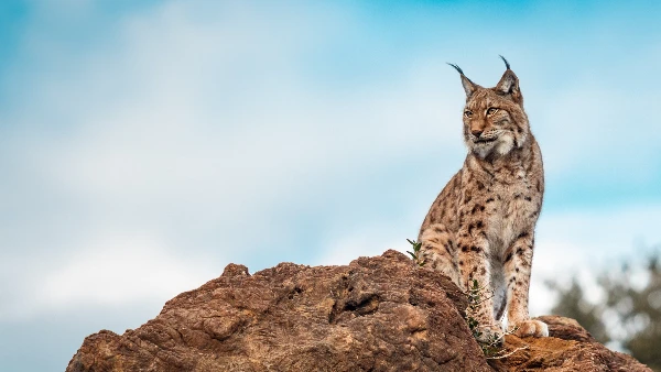 Legal Process Outsourcing In India as a delivery hub