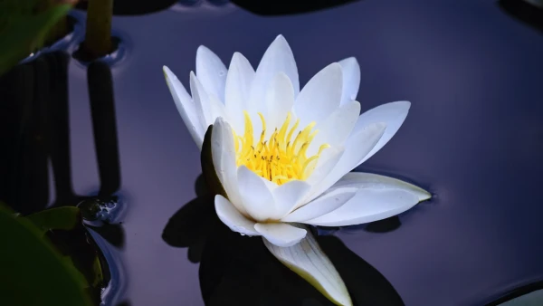 Workflow automation uses predefined rules to automatically route tasks, data and approvals