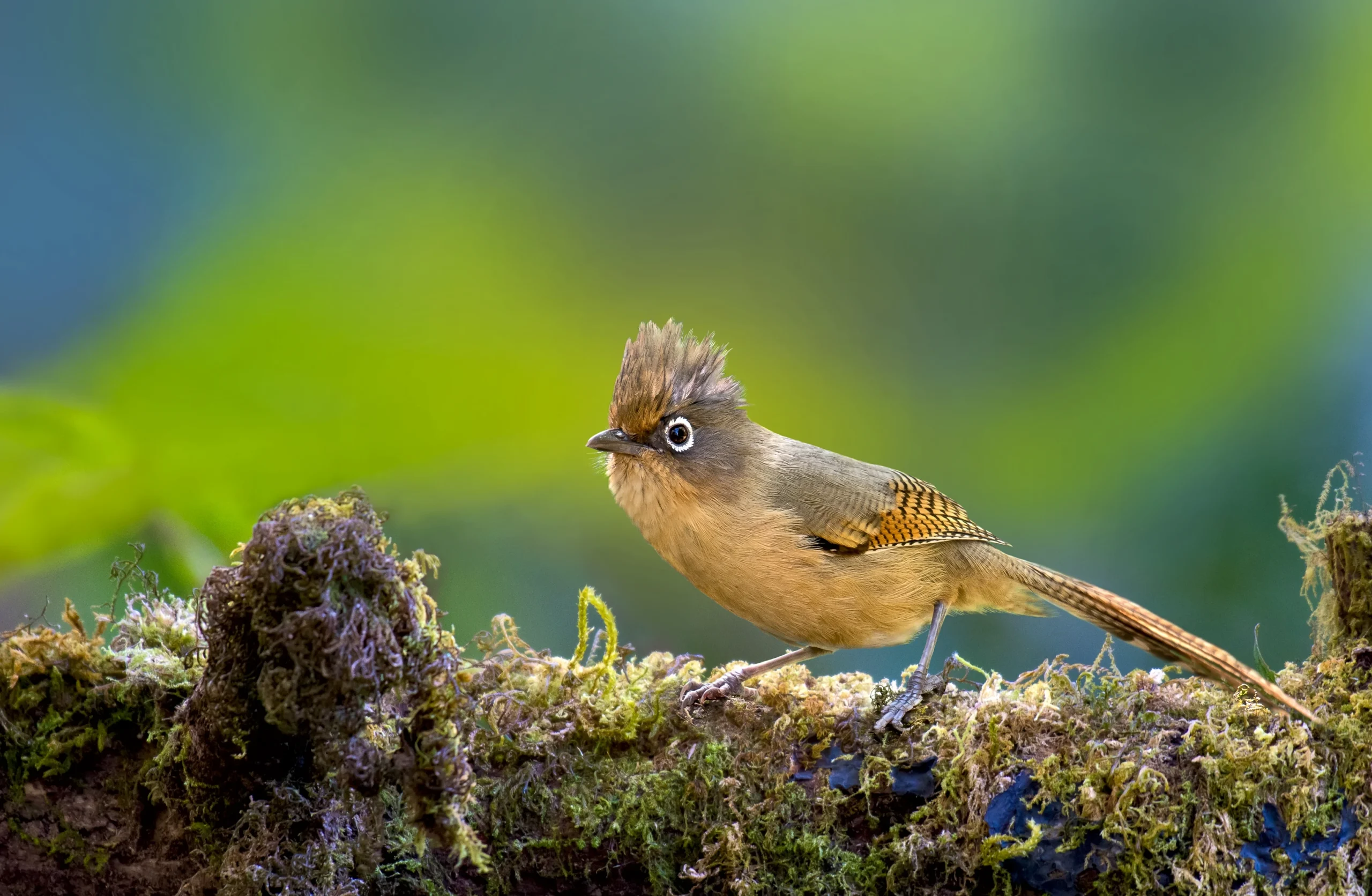 Global In House Center is an internal operational hub set up by enterprise