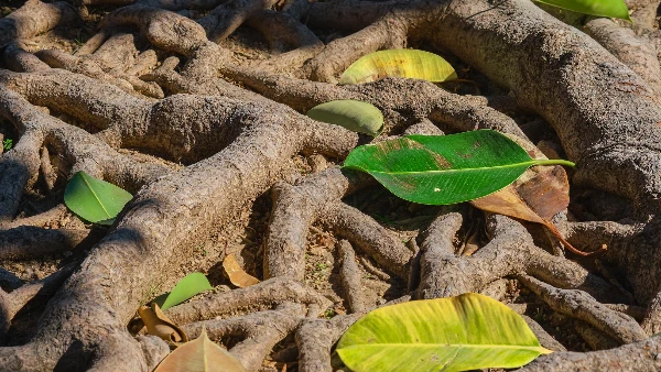 HR consultancy services covering workforce planning recruitment performance management and HR technology for scalable business growth