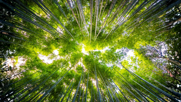 Global Revenue Cycle Management market outlook represented by an expanding forest canopy, symbolizing market growth and digital adoption