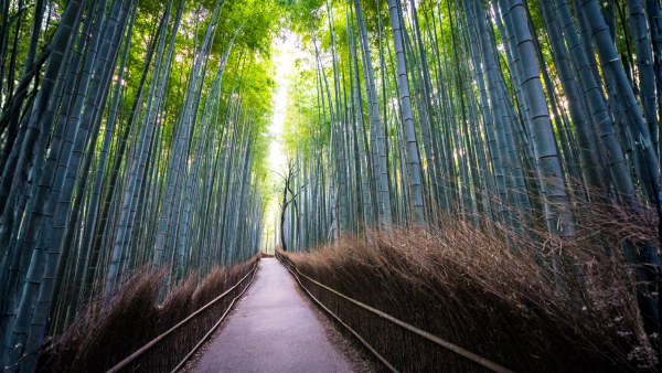 Revenue Cycle Management in healthcare represented by a connected forest pathway, symbolizing the complete patient financial workflow from scheduling to payment reconciliation