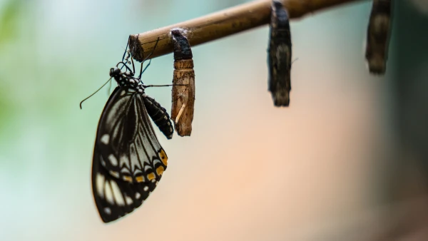 Digital transformation service connecting systems and improving efficiency across business operations